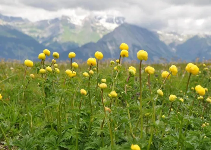 Lavish With Wellness