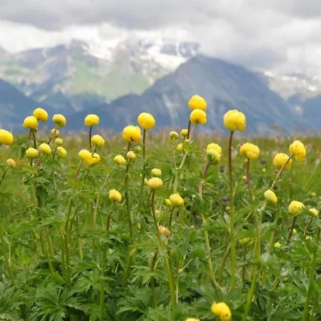 Lavish With Wellness